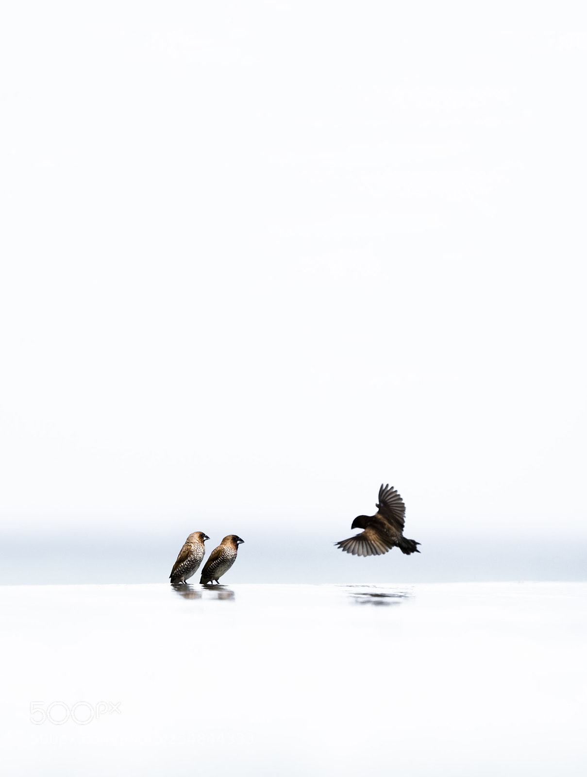 Olympus OM-D E-M1 Mark II sample photo. Minimal flight photography
