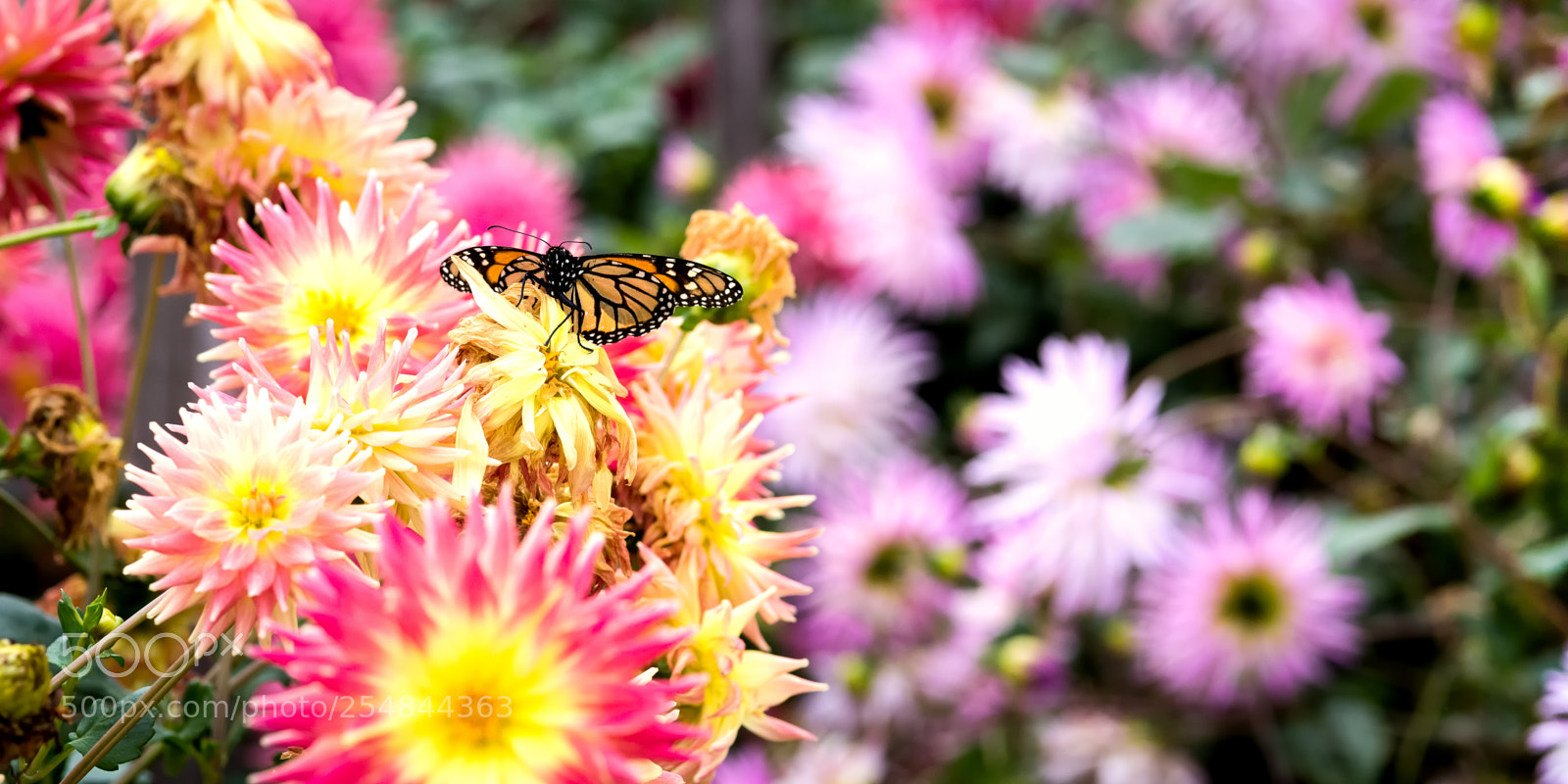 Nikon D810 sample photo. Butterfly breakfast photography
