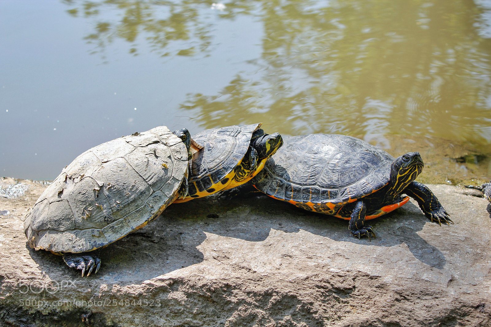 Canon EOS 1200D (EOS Rebel T5 / EOS Kiss X70 / EOS Hi) sample photo. Turtles  photography