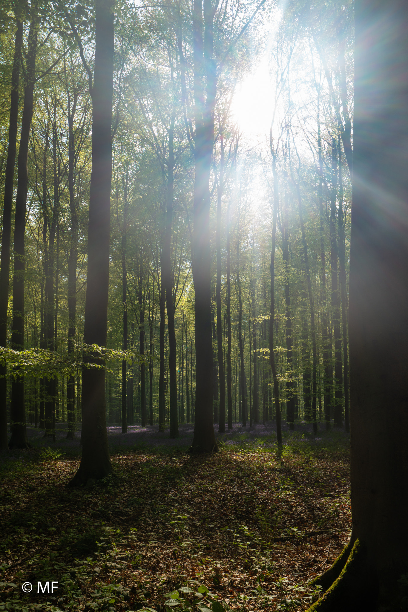 Samsung NX1 sample photo. Magical light photography