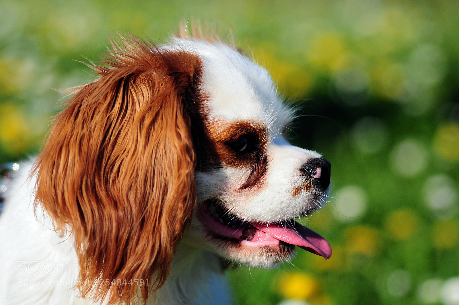 Nikon D90 sample photo. Hot dog.... photography