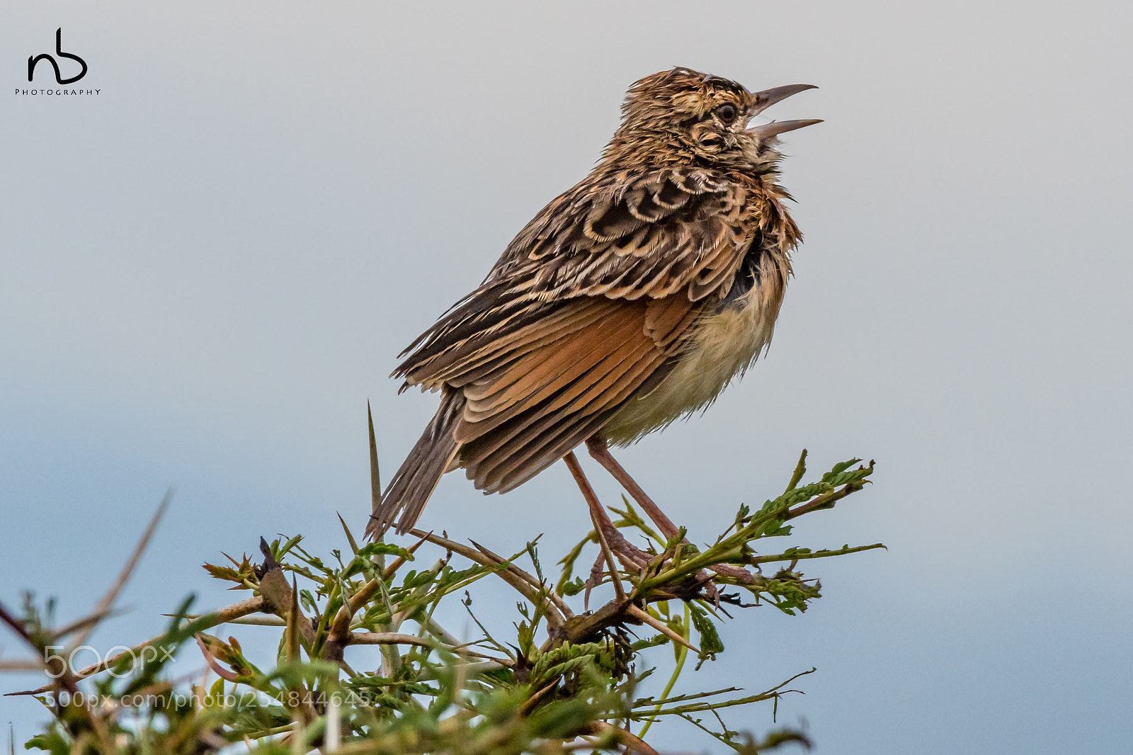 Nikon D500 sample photo. Morning chirp photography