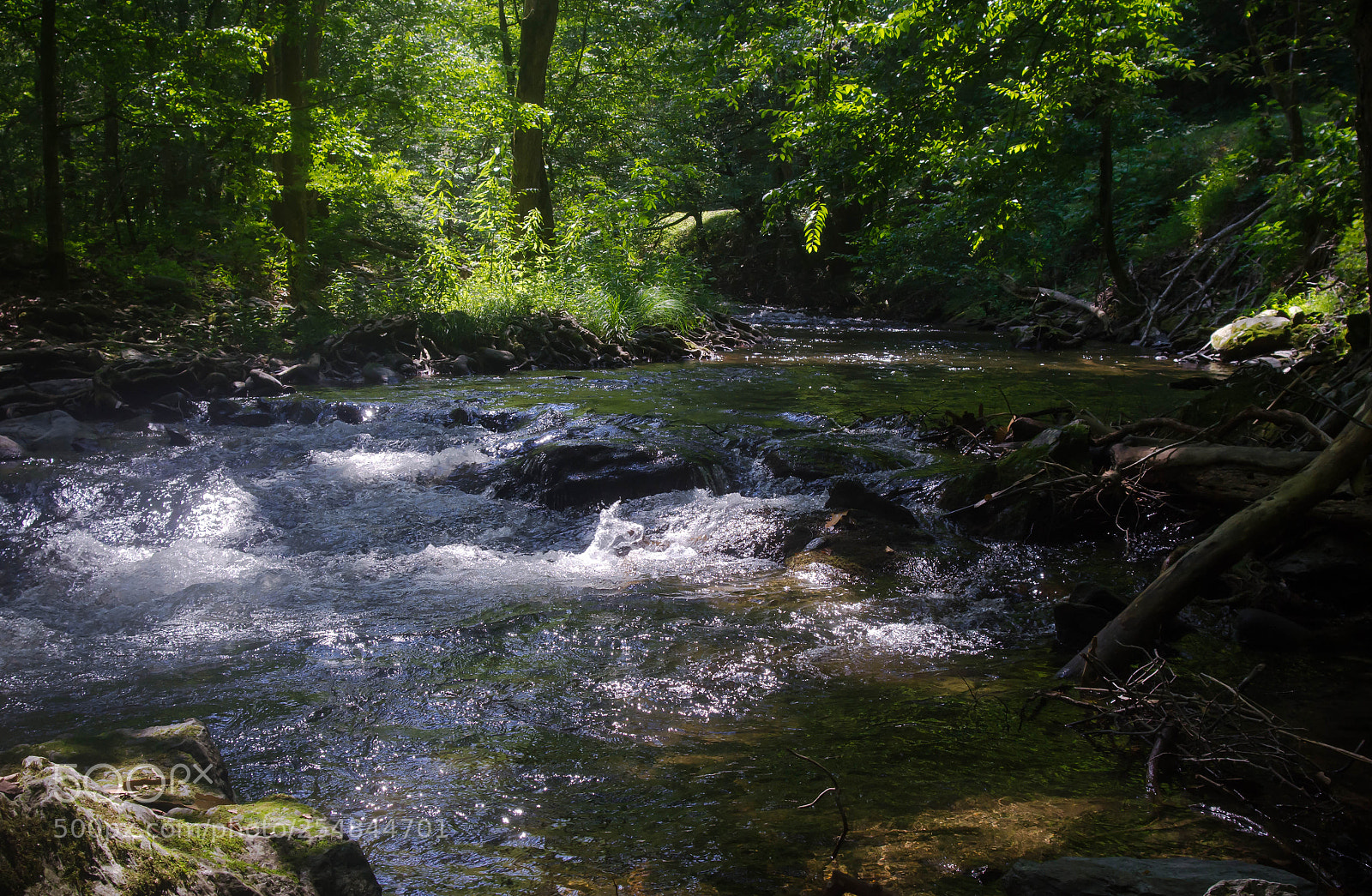 Nikon D7000 sample photo. Tennessee forest photography
