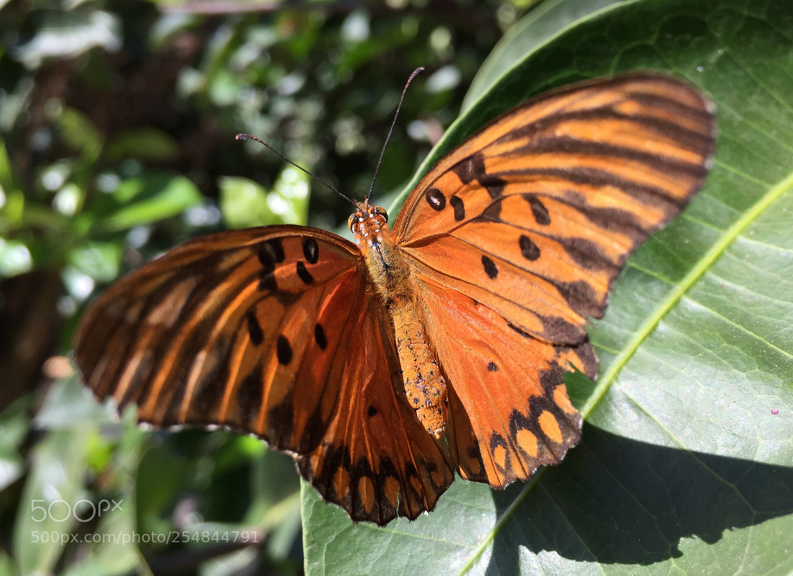 Apple iPhone 6 sample photo. Borboleta  photography