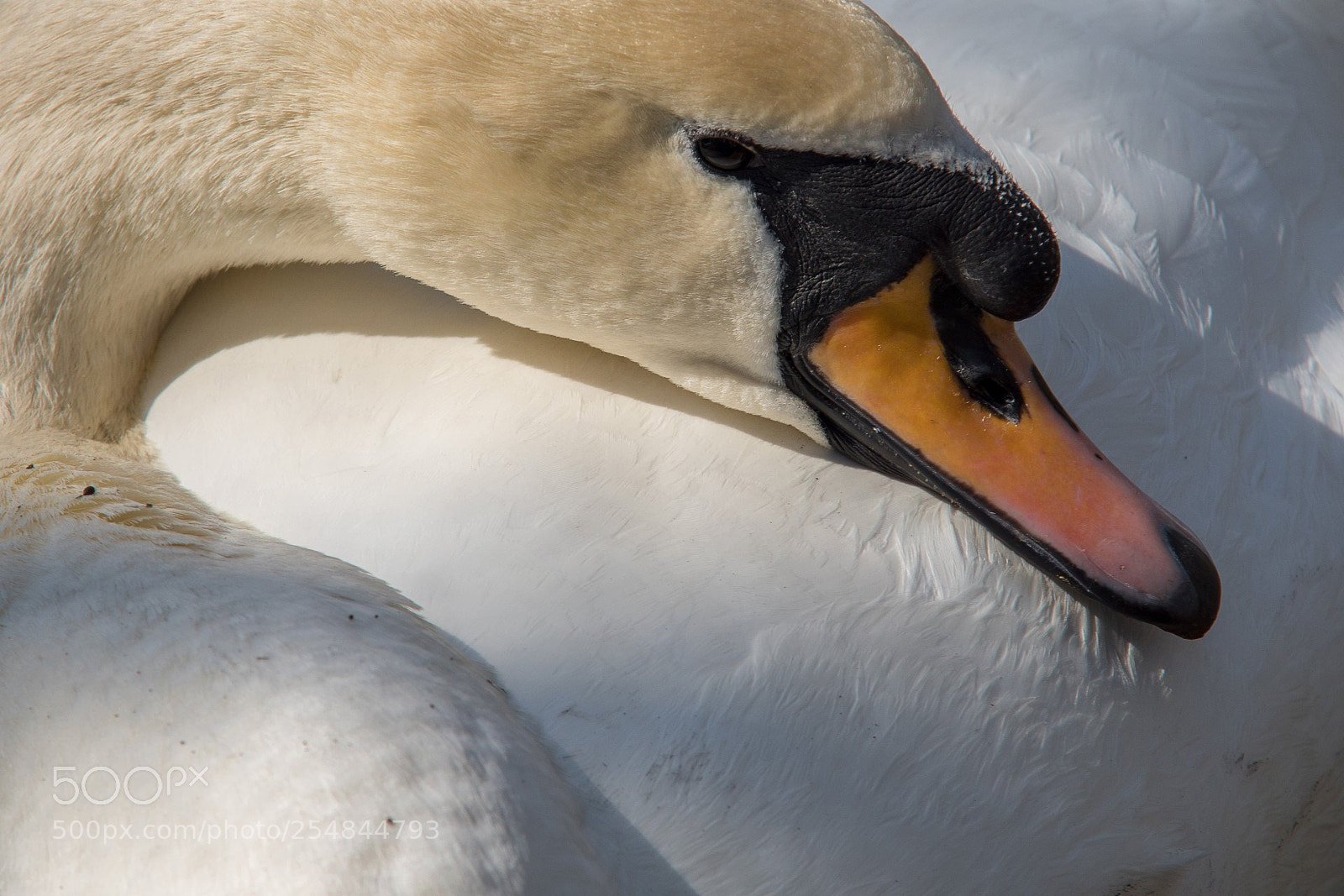 Sony ILCA-77M2 sample photo. Who is looking at photography