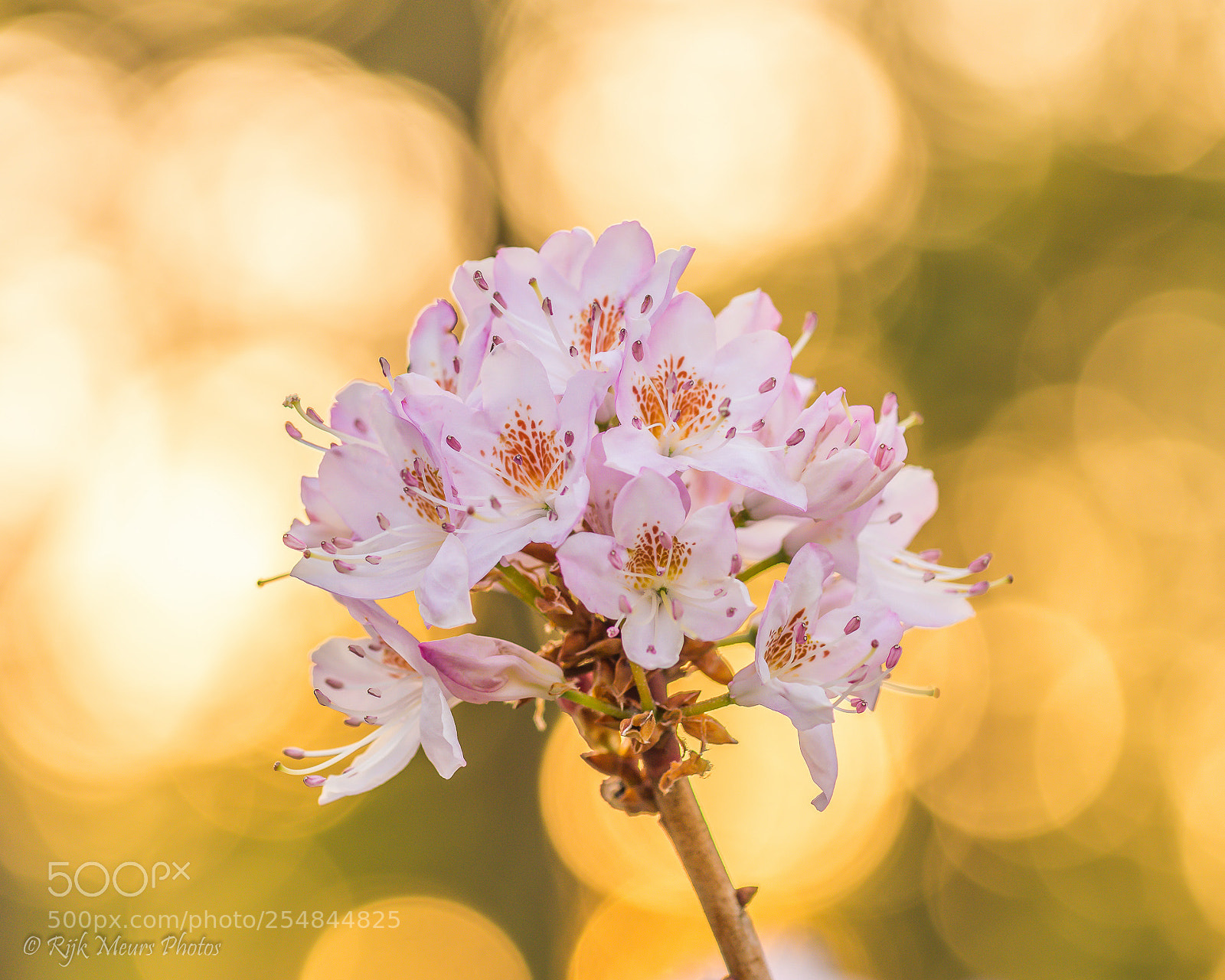 Nikon D7200 sample photo. Spring dream photography