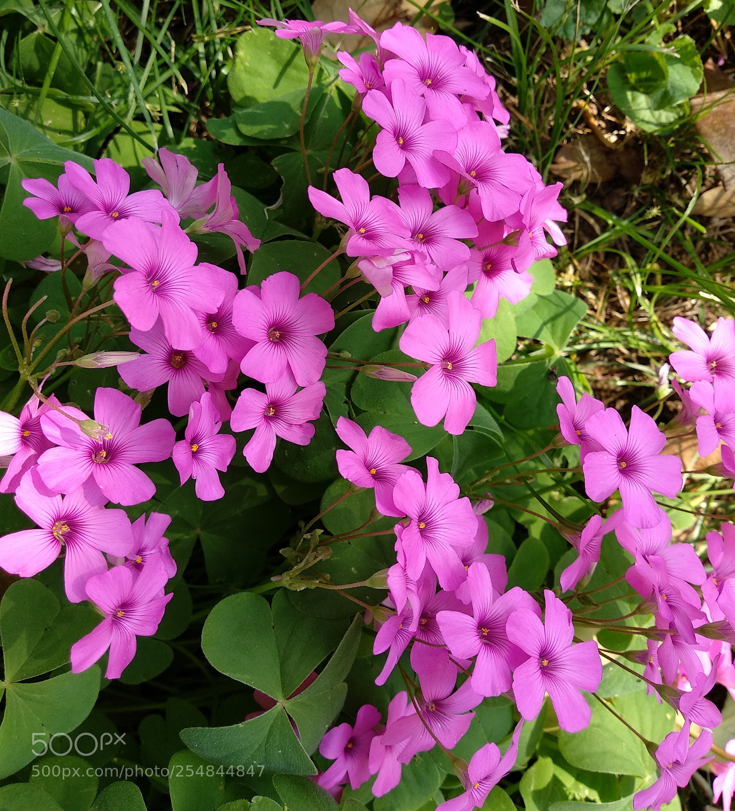 Xiaomi Mi A1 sample photo. Enjoying spring... photography
