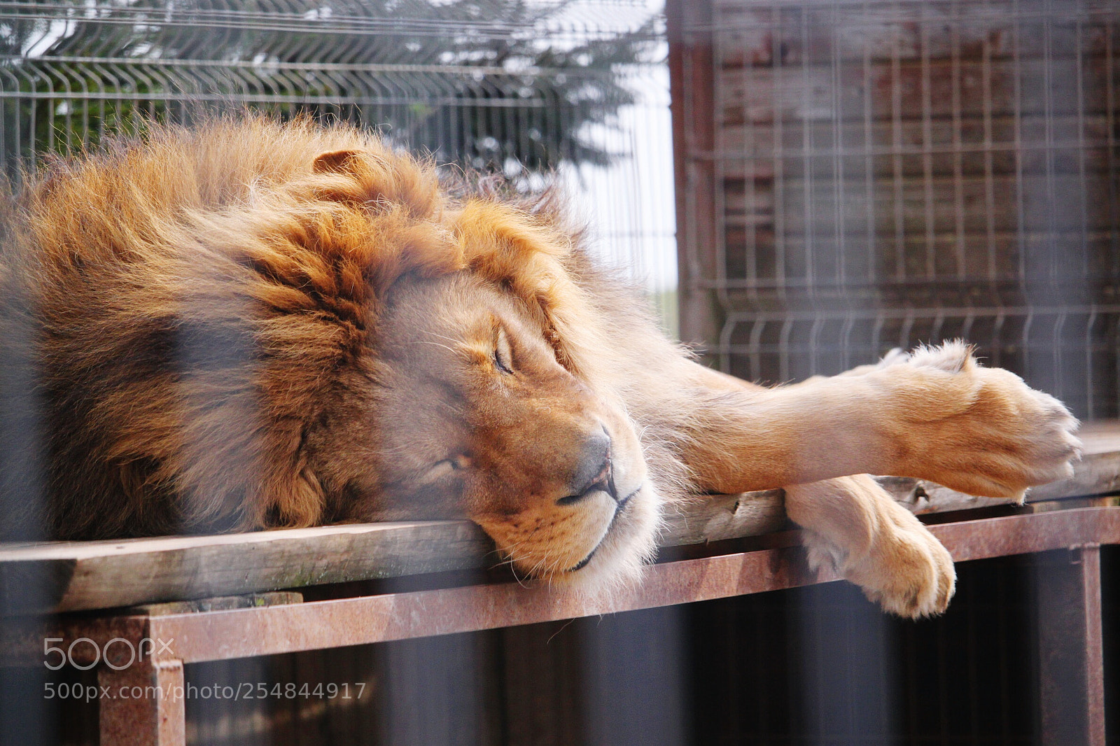 Canon EOS 500D (EOS Rebel T1i / EOS Kiss X3) sample photo. Sleeping lion photography