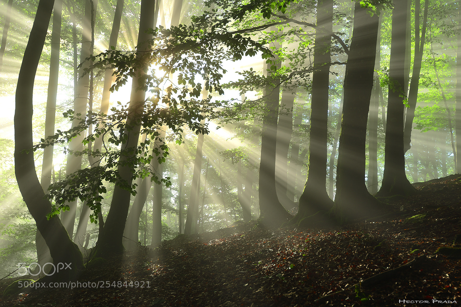 Nikon D610 sample photo. Day of the earth photography
