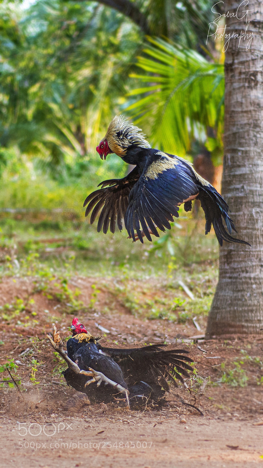 Nikon D800E sample photo. Fighting photography