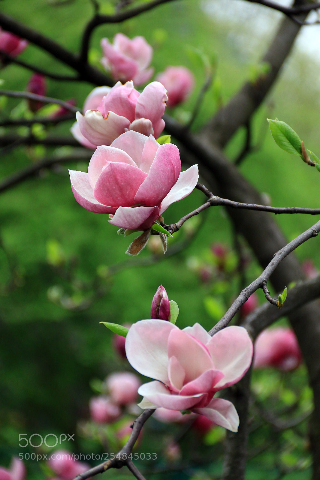 Canon EOS 7D Mark II sample photo. Magnolia photography