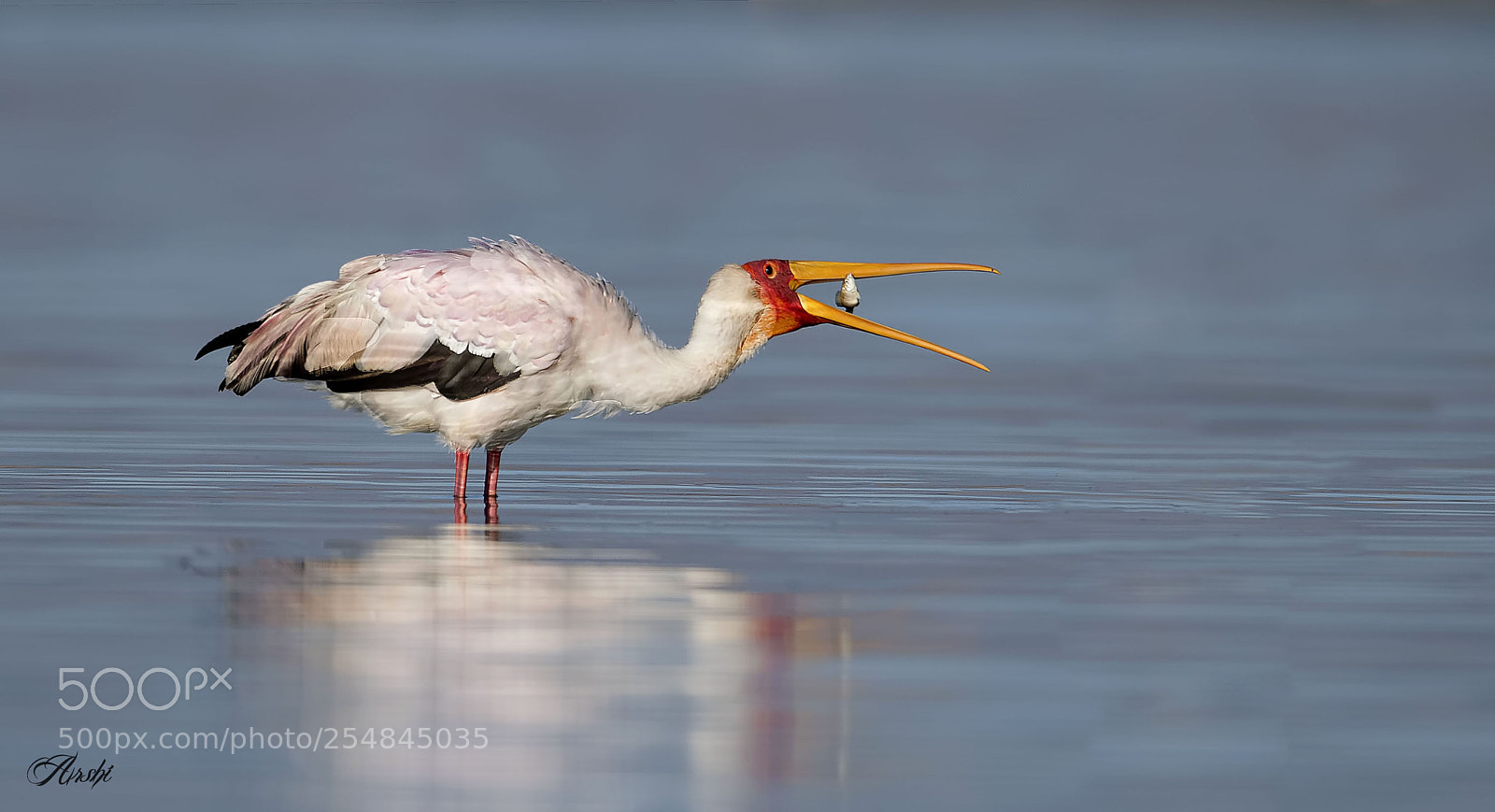 Nikon D5 sample photo. Yellow-billed stork.......... photography