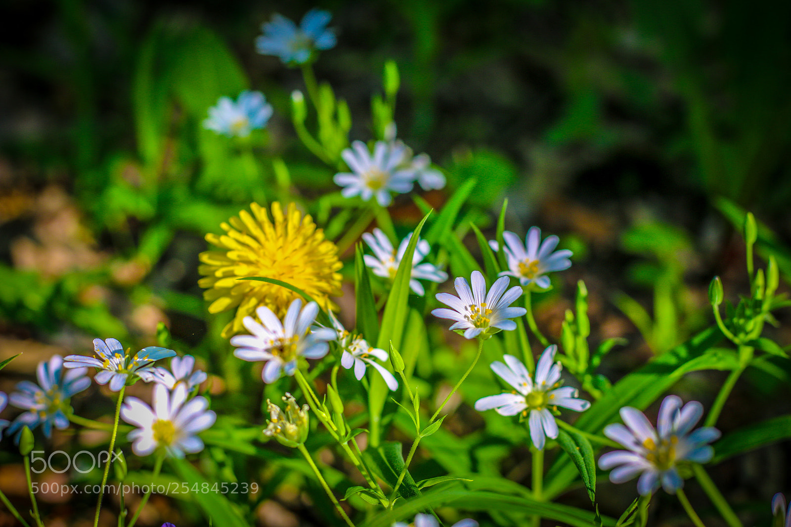 Canon EOS 70D sample photo. Untitled photography