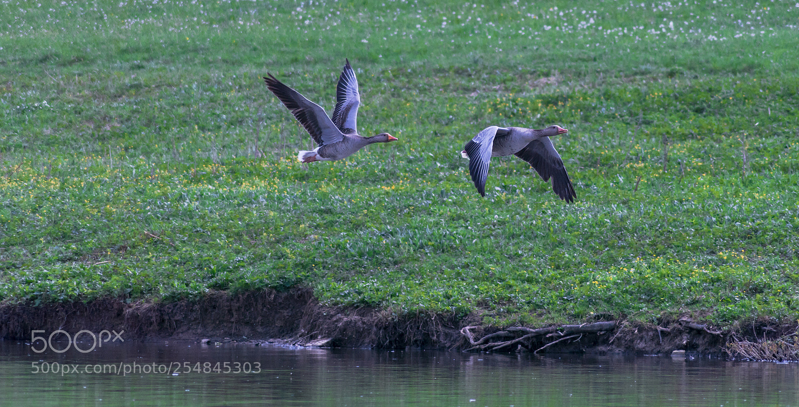 Sony ILCA-77M2 sample photo. Goose photography
