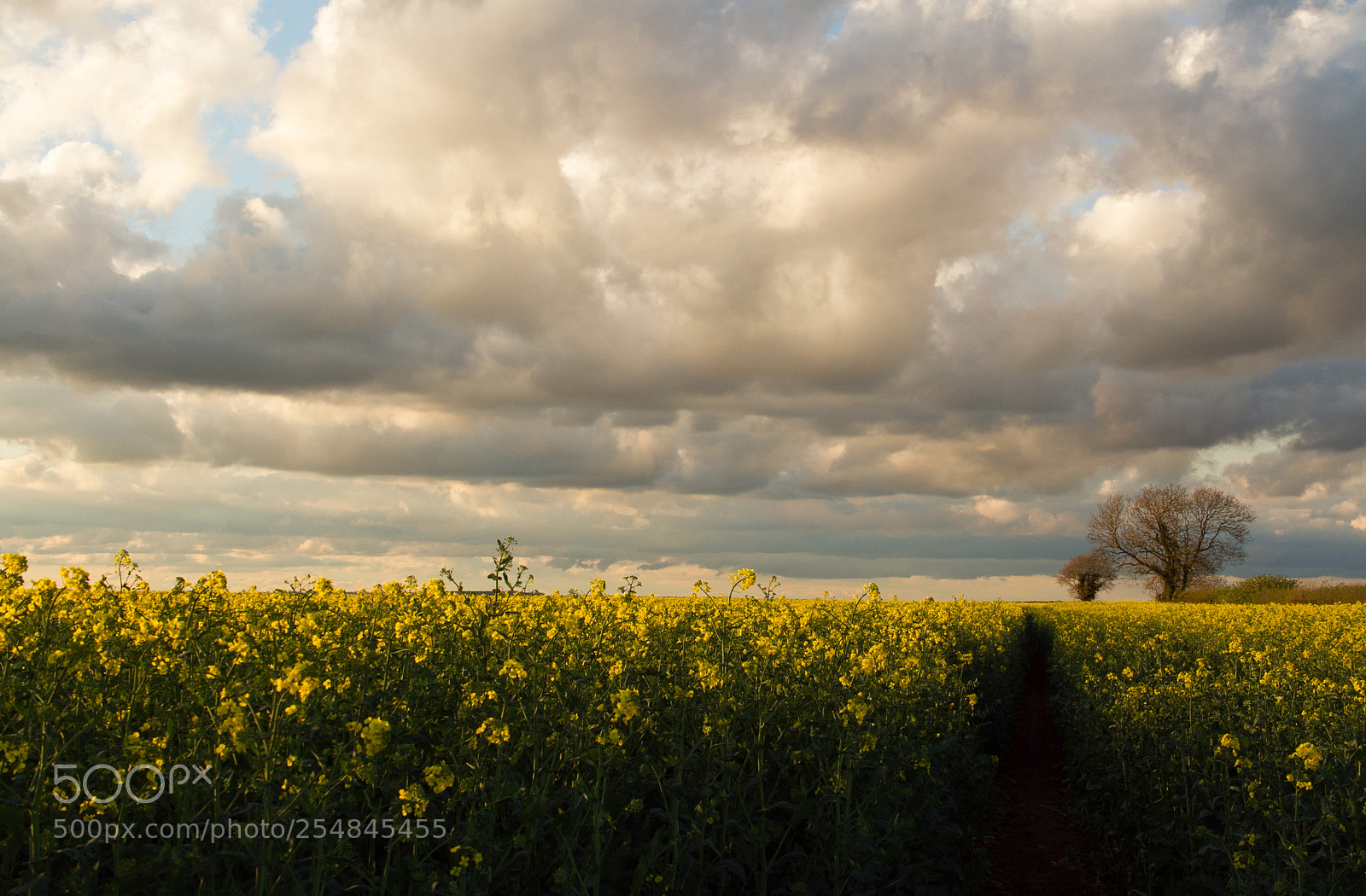 Canon EOS 7D sample photo. Spring field photography
