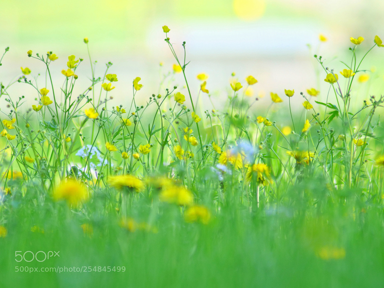 Panasonic Lumix DC-G9 sample photo. Desde l suelo del photography