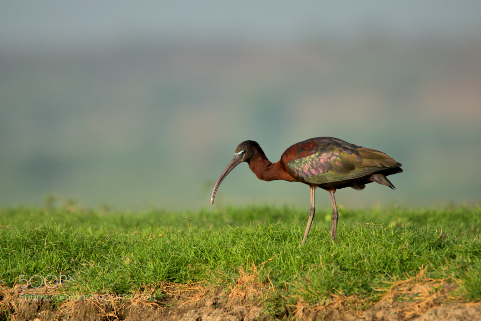 Nikon D5500 sample photo. Colorful glossy ibis photography
