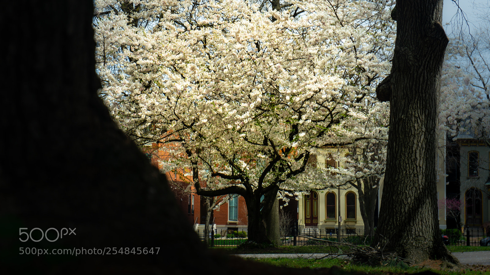Sony a6000 sample photo. White tree photography