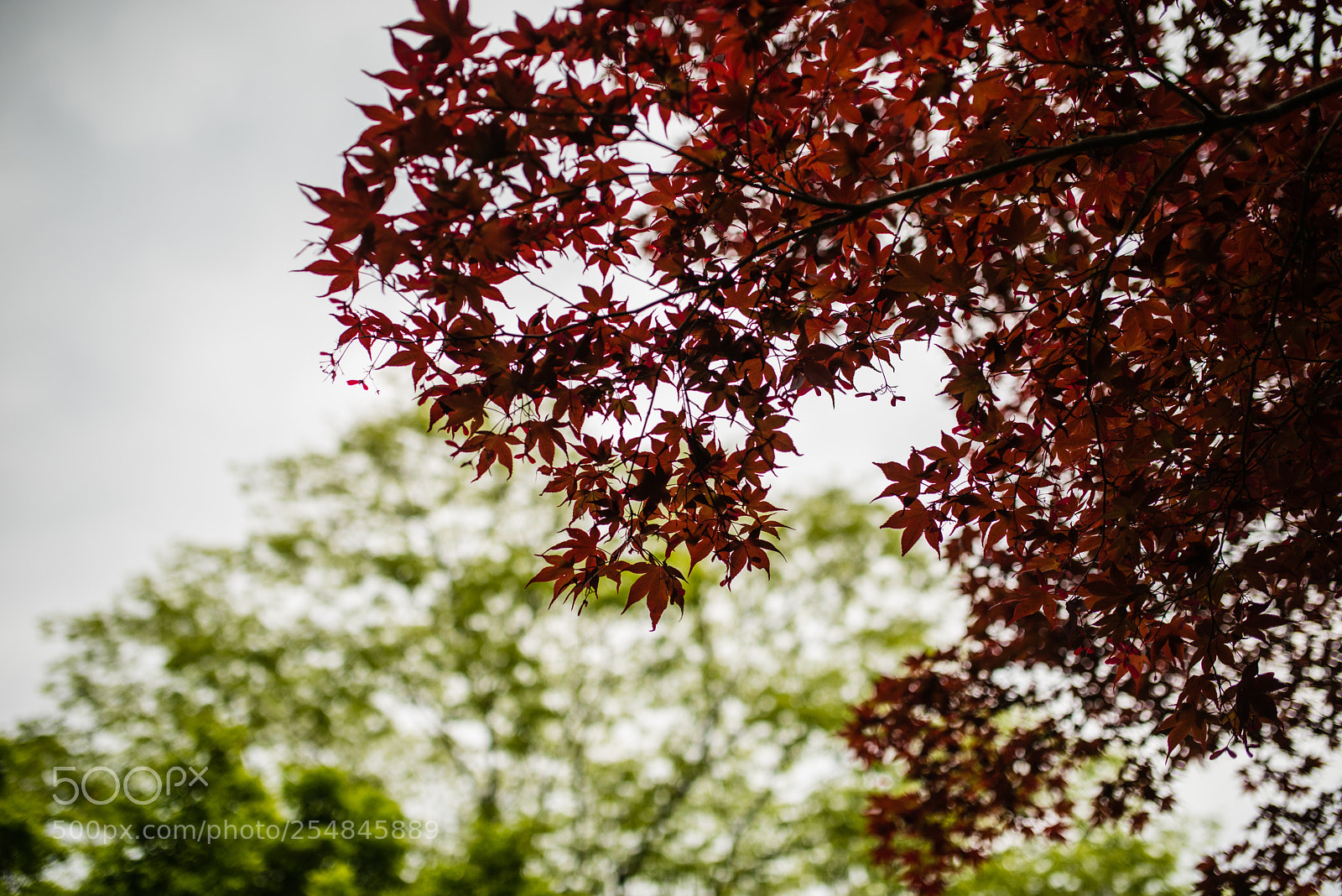 Nikon D800 sample photo. Rocketbn photography