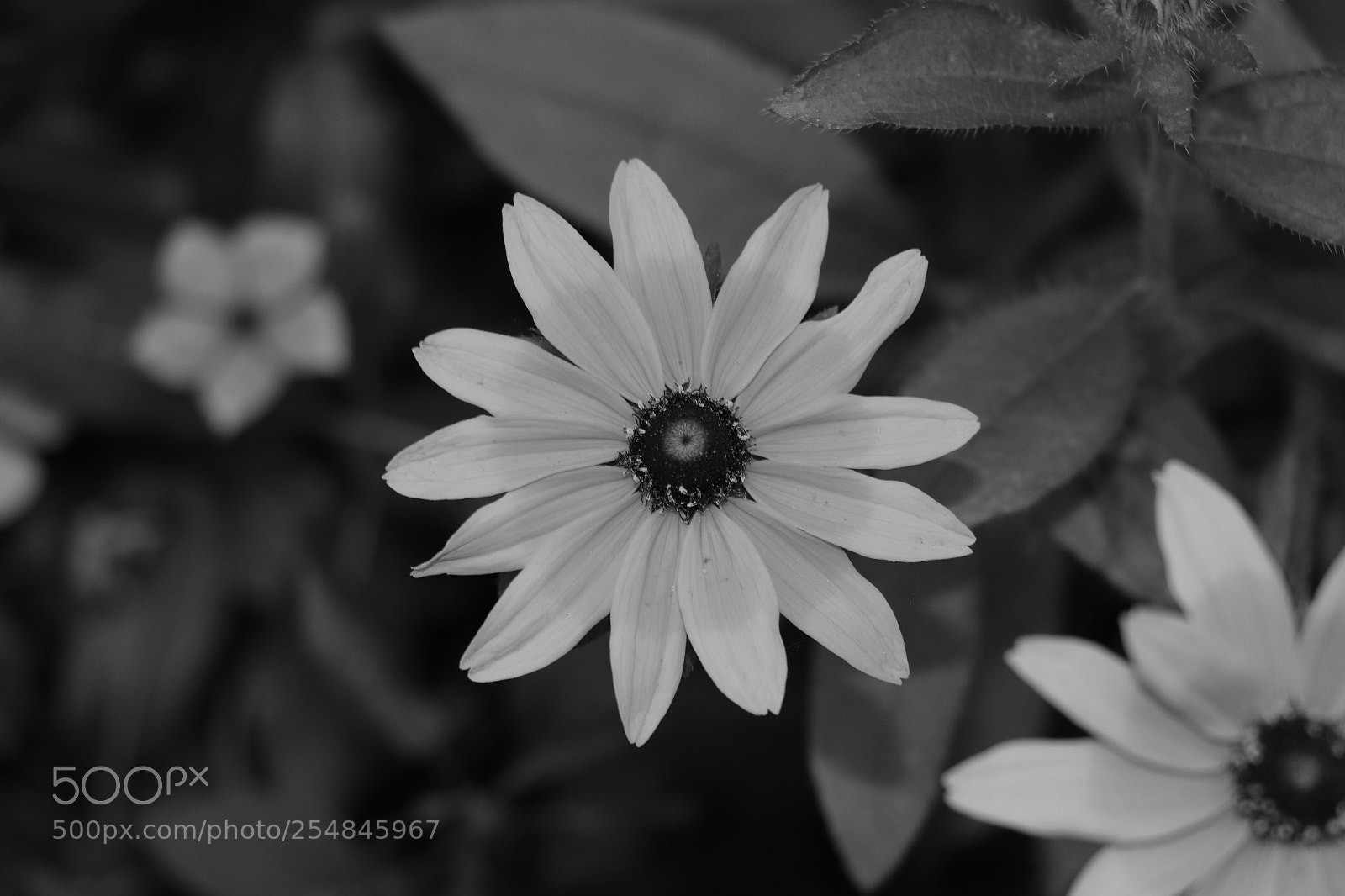 Canon EOS 70D sample photo. Flowers photography