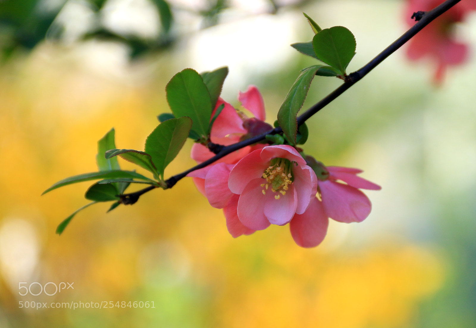 Canon EOS 7D Mark II sample photo. A photography