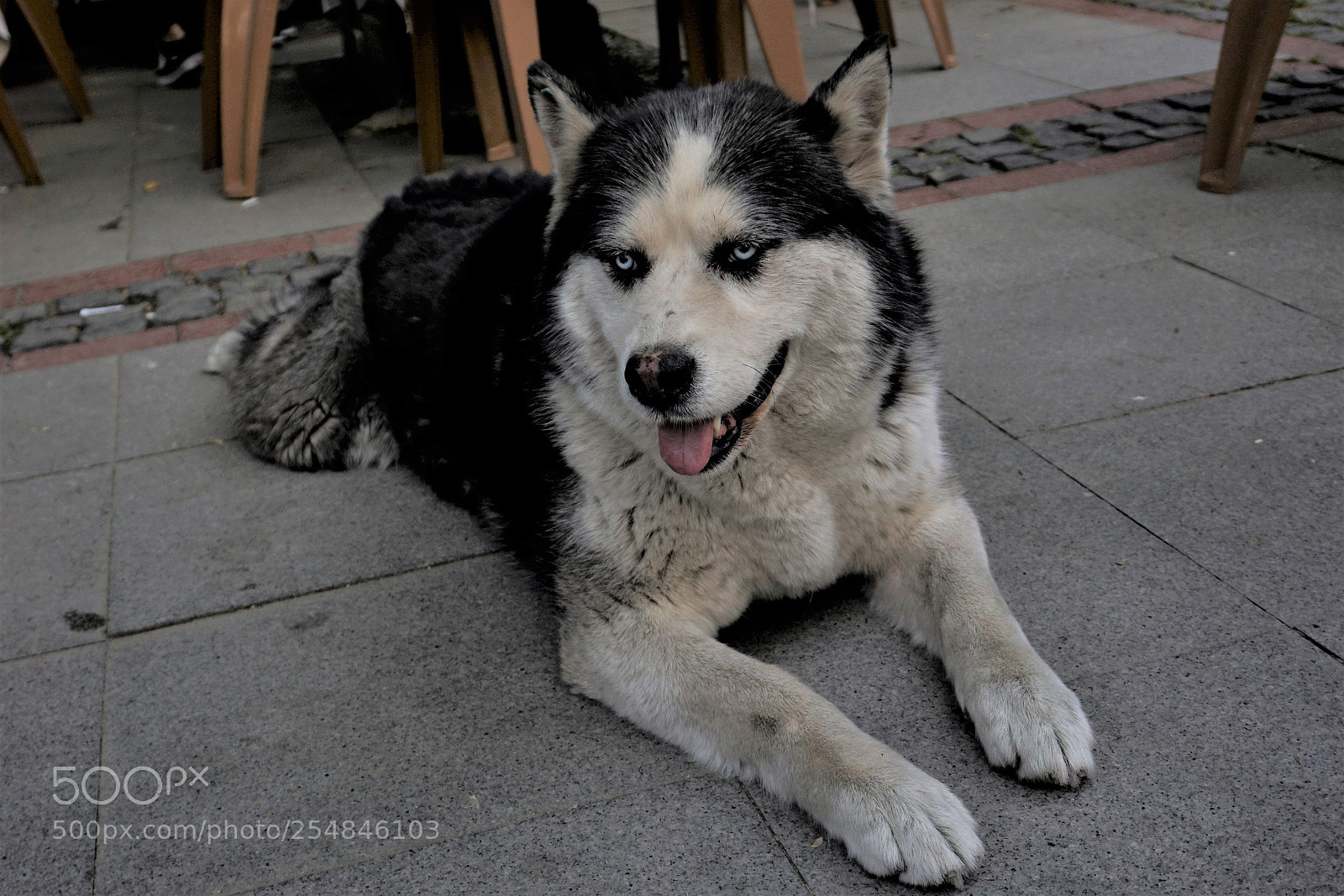 Sony a6000 sample photo. Siberian husky photography