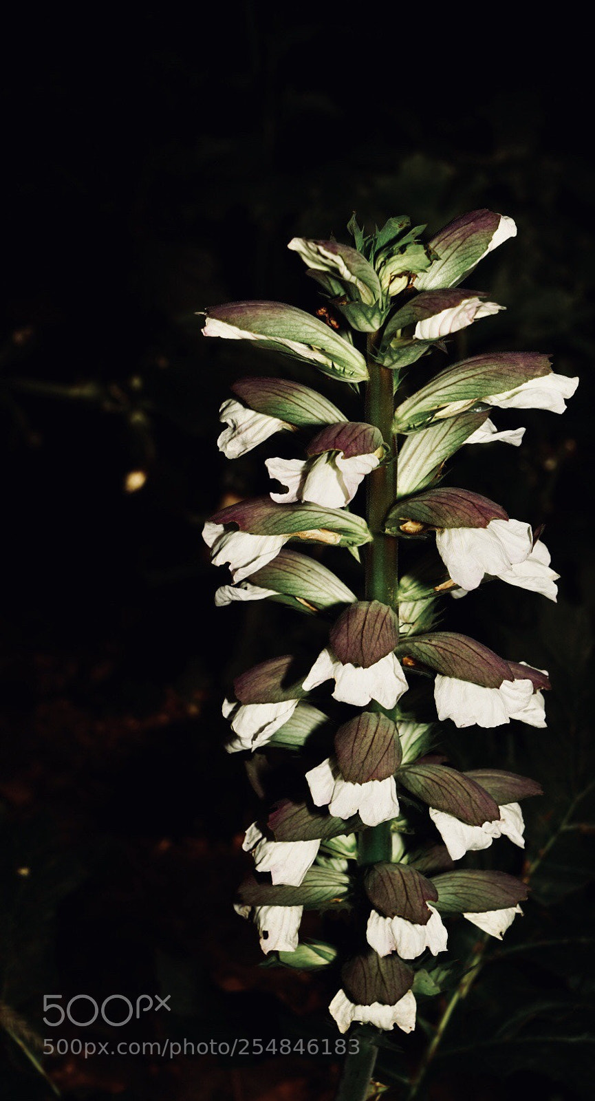 Sony a7 II sample photo. Stands on its own  photography