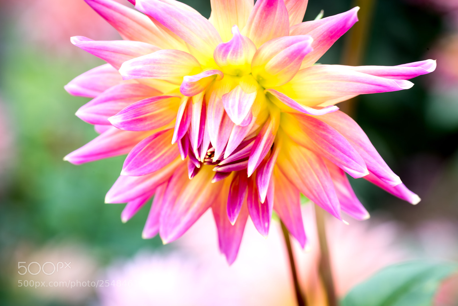 Nikon D810 sample photo. Dahlia pink macro photography