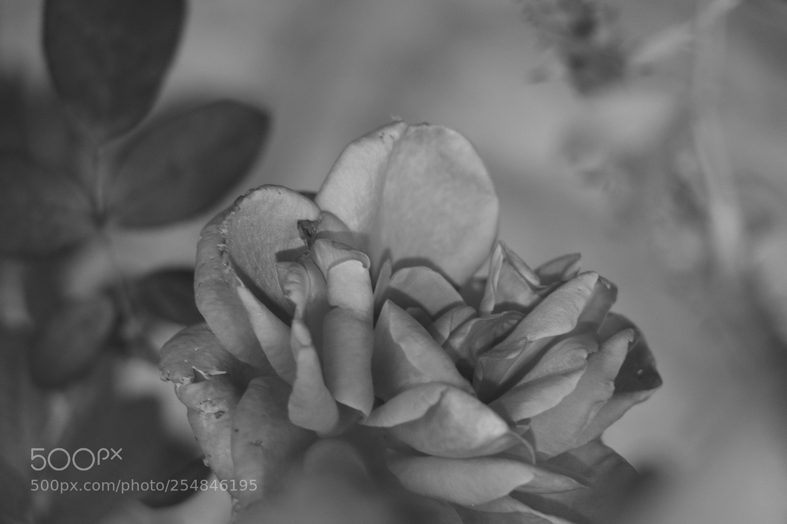 Canon EOS 70D sample photo. Flowers photography