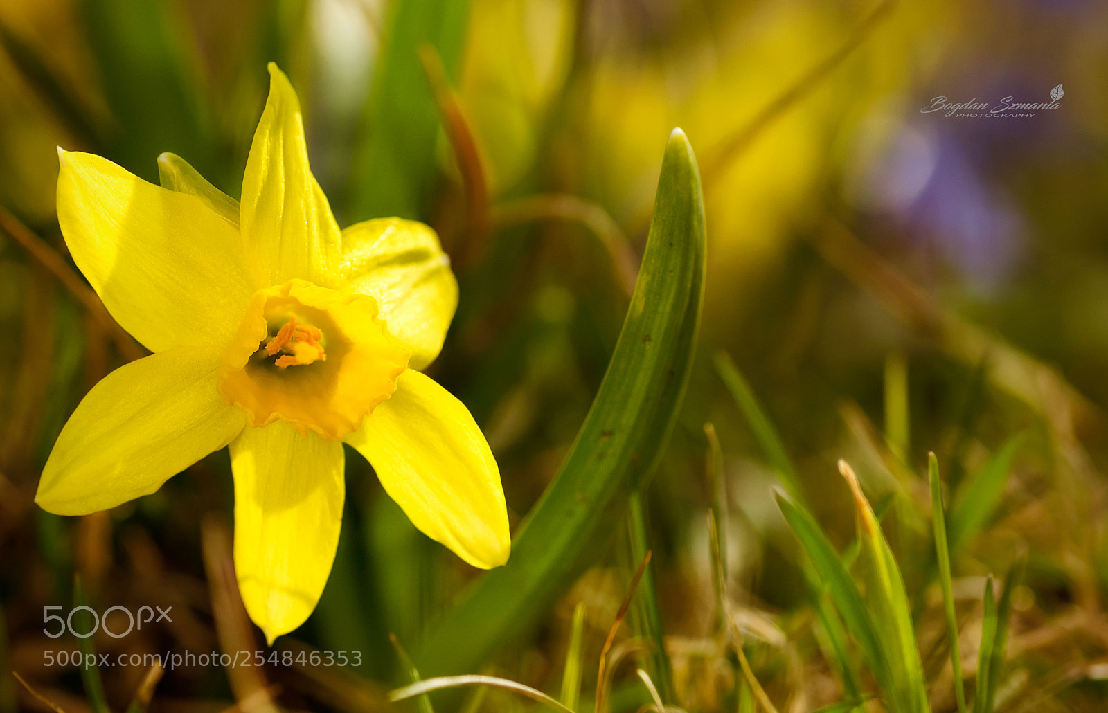 Nikon D5200 sample photo. Spring photography