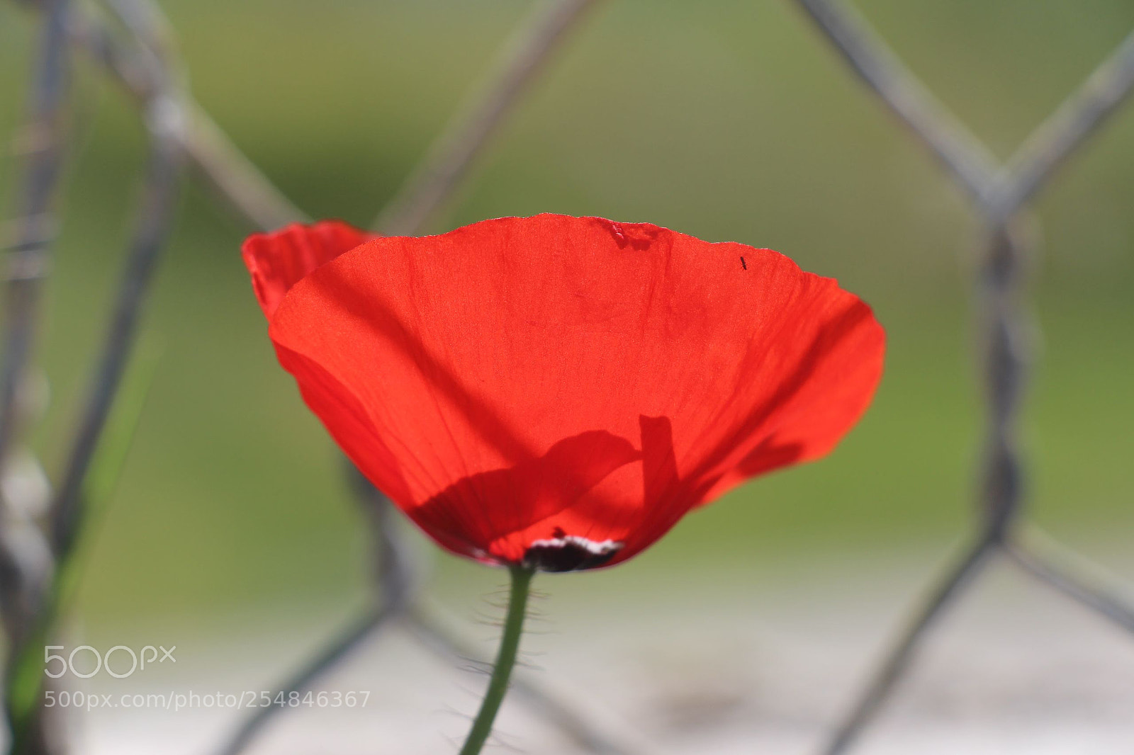 Canon EOS 700D (EOS Rebel T5i / EOS Kiss X7i) sample photo. Untitled photography