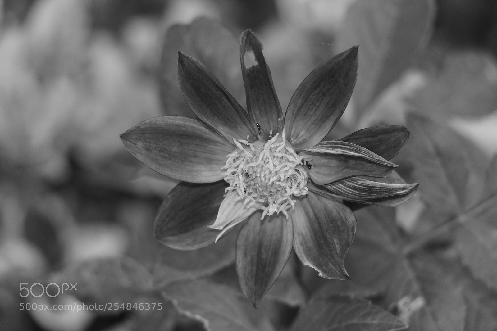 Canon EOS 70D sample photo. Flowers photography