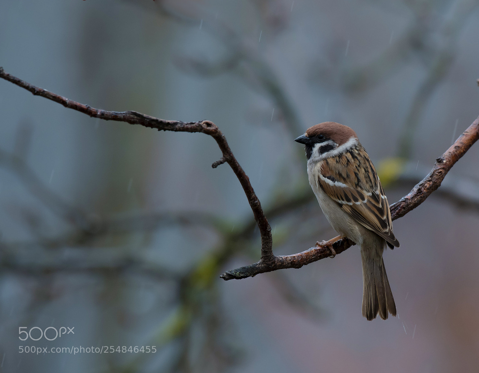 Nikon D850 sample photo. Tree sparrow photography