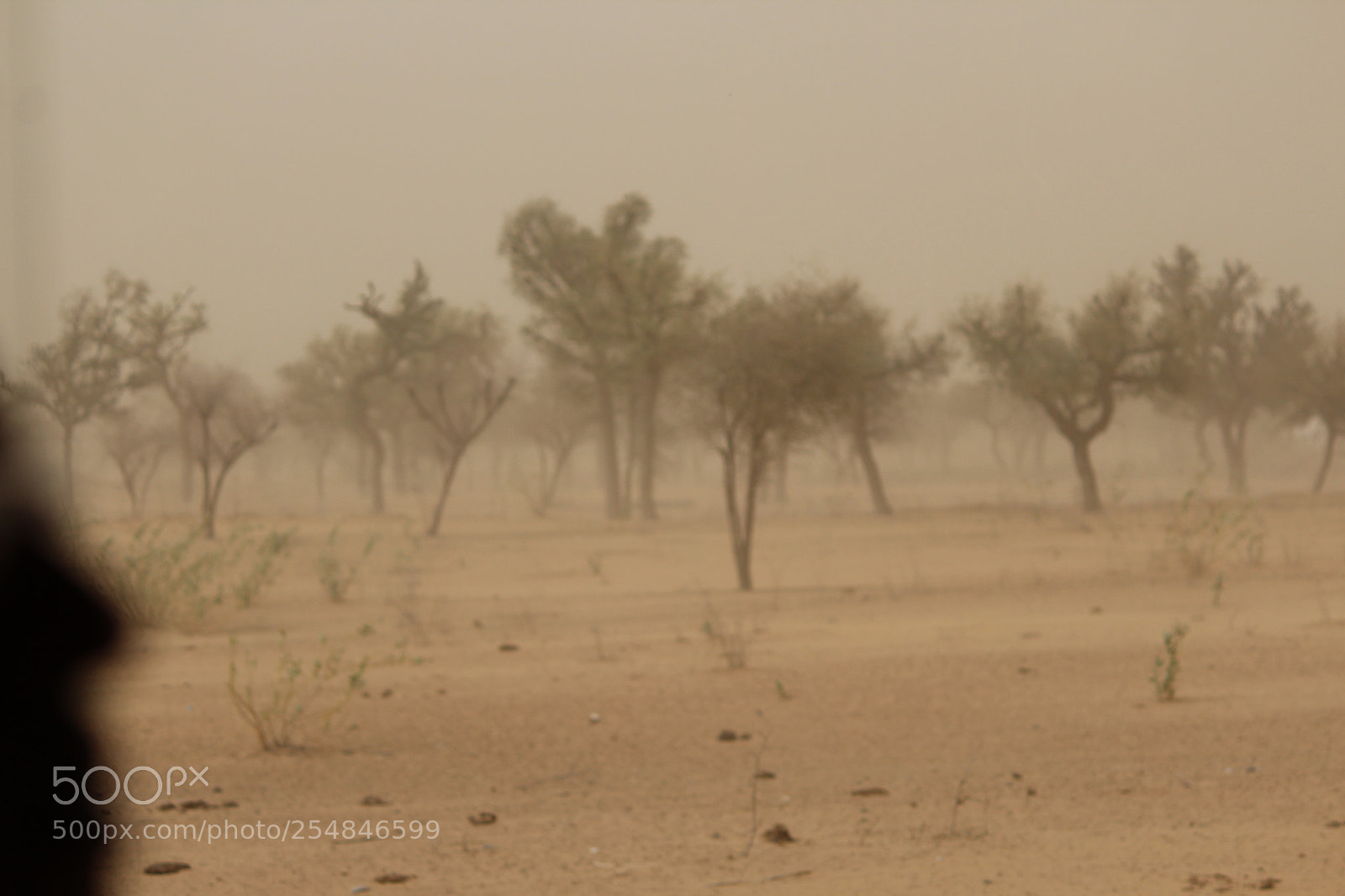 Canon EF-S 55-250mm F4-5.6 IS II sample photo. A trip to rajasthan photography