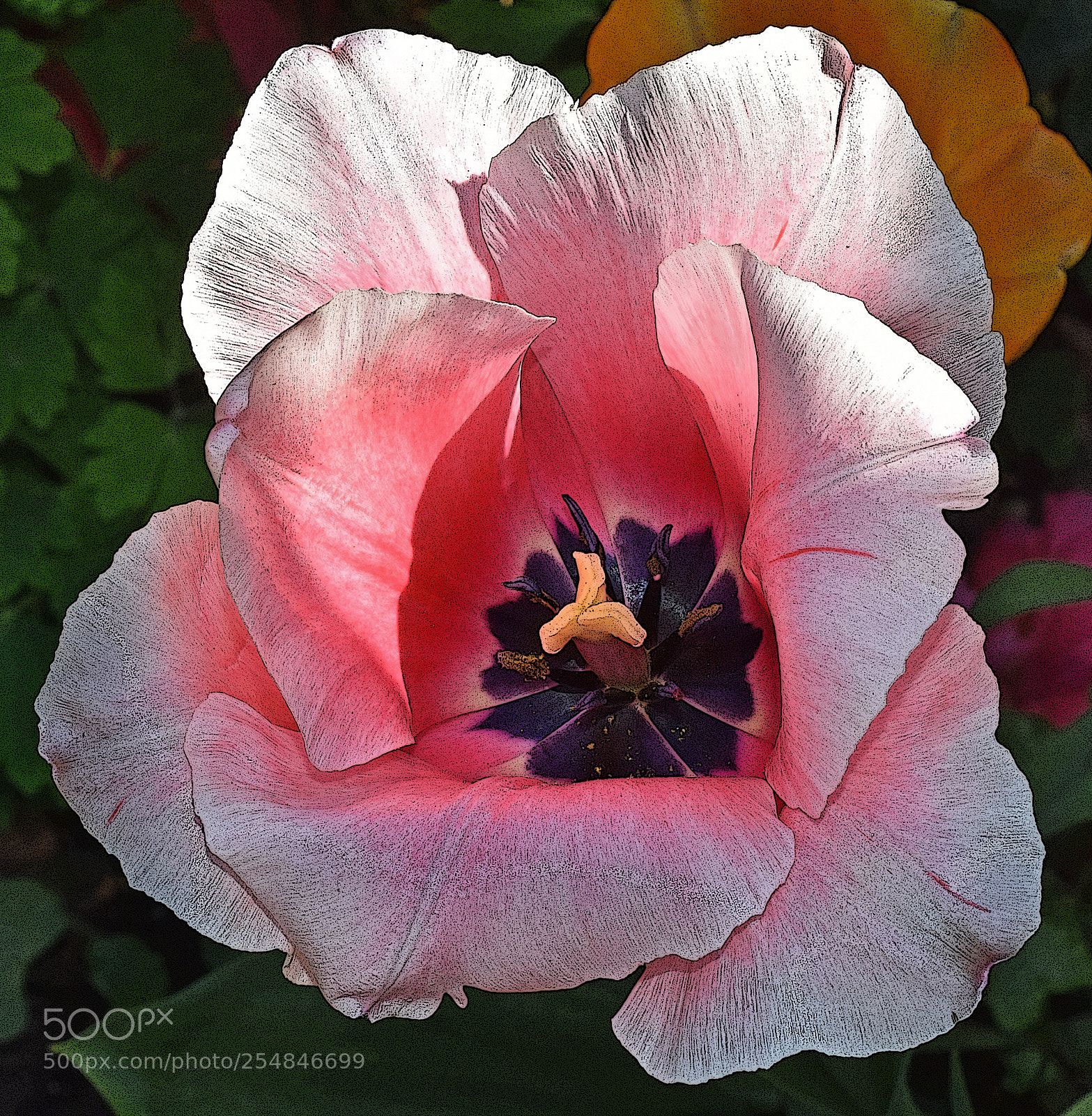 Nikon D7200 sample photo. Pink blush photography