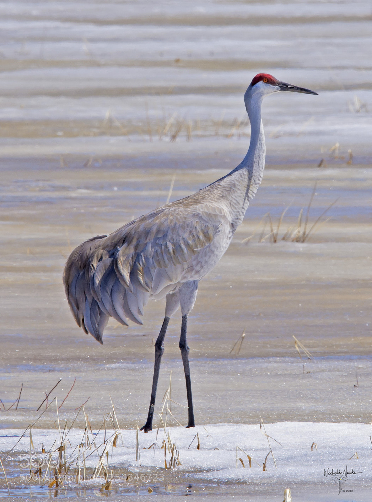 Nikon D7200 sample photo. Male sandhill crane photography