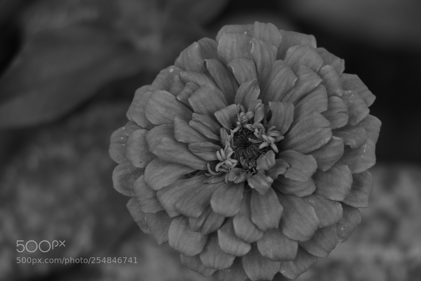 Canon EOS 70D sample photo. Flowers photography