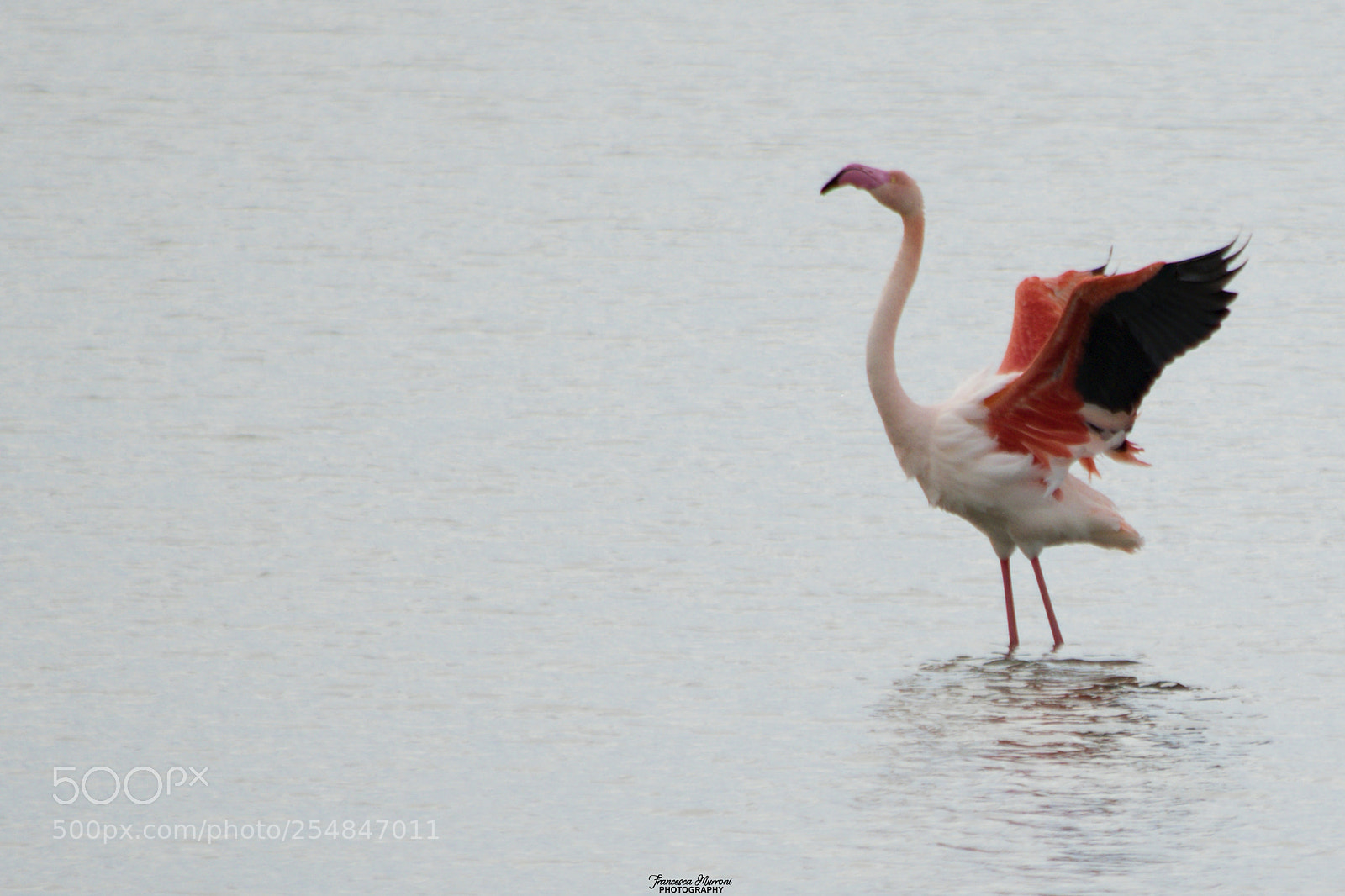 Nikon D5300 sample photo. With open wings photography