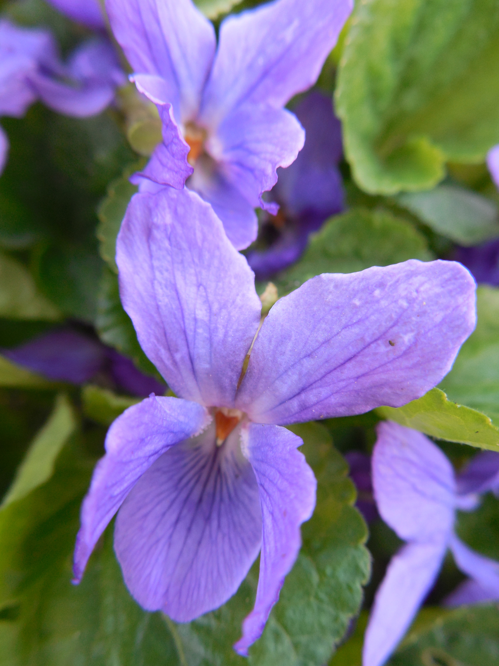 Nikon COOLPIX L620 sample photo. Violets💜 photography