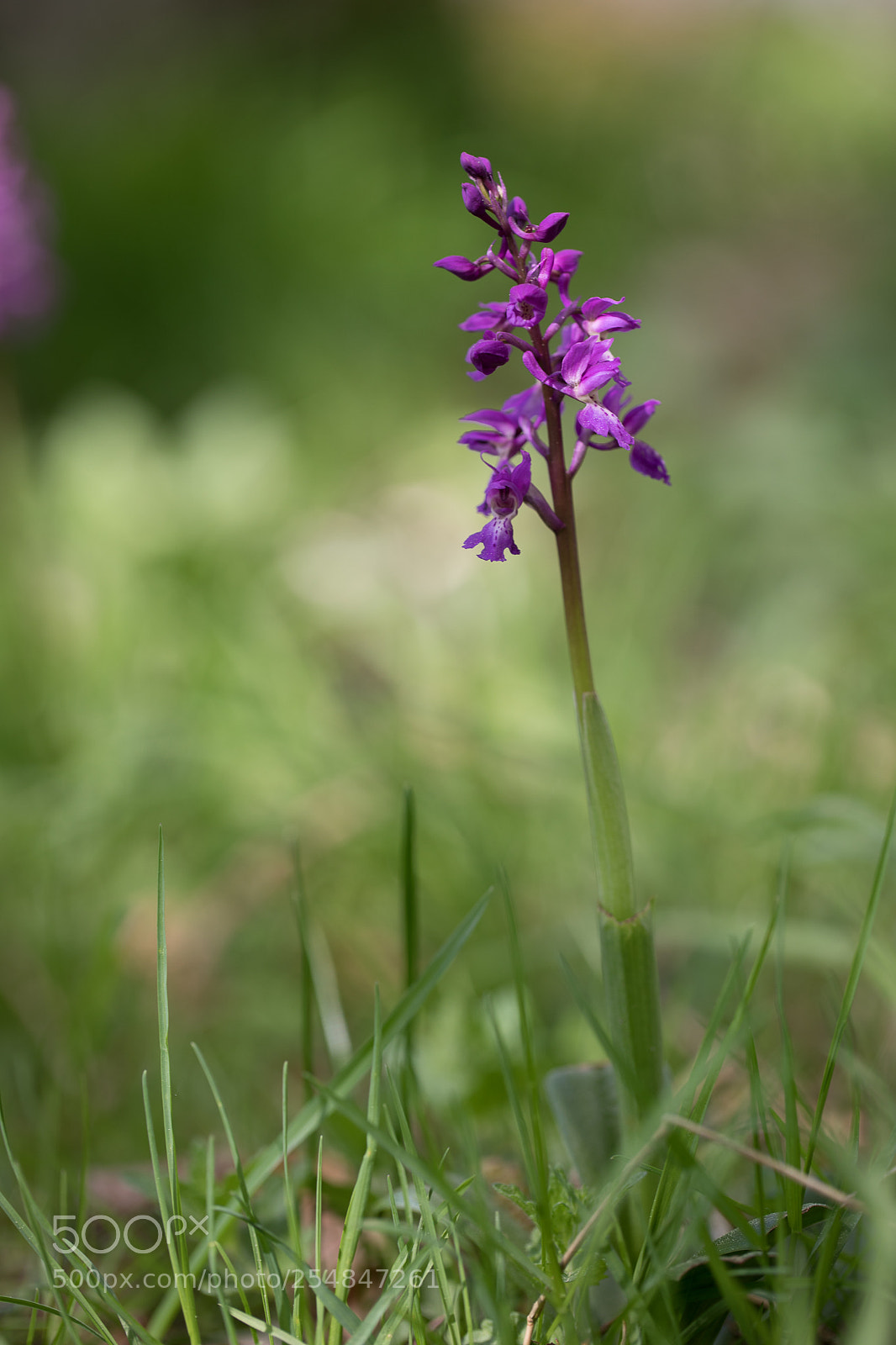 Canon EOS 5D Mark IV sample photo. Orchismascula photography