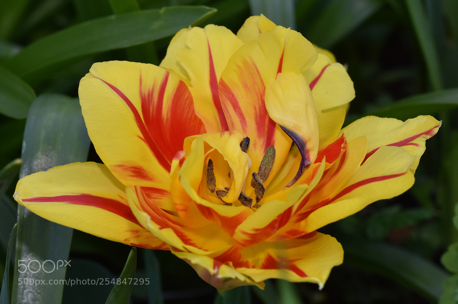 Nikon D7200 sample photo. Yellow with red photography