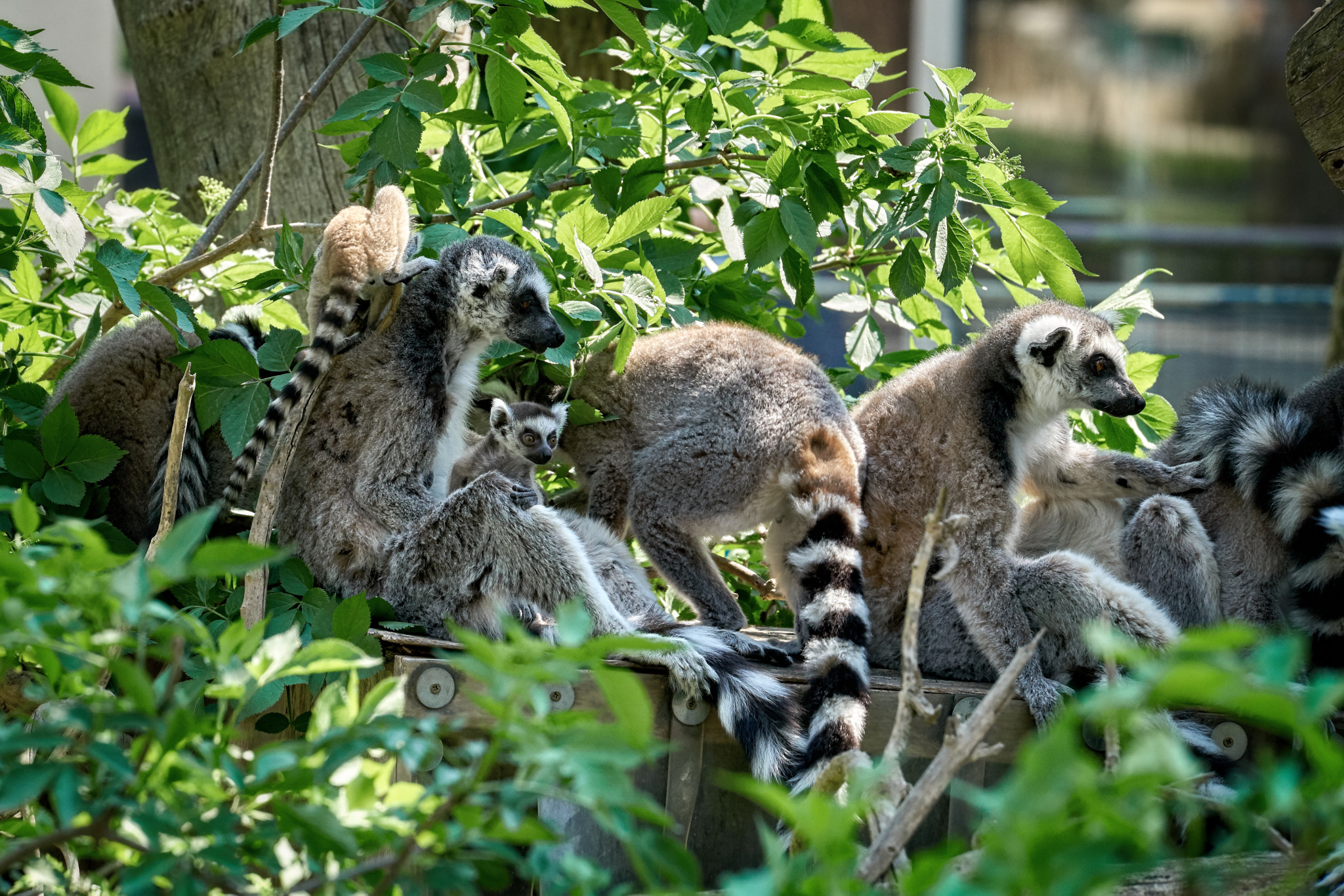 Sony FE 70-300mm F4.5-5.6 G OSS sample photo. 2018_04_22 photography