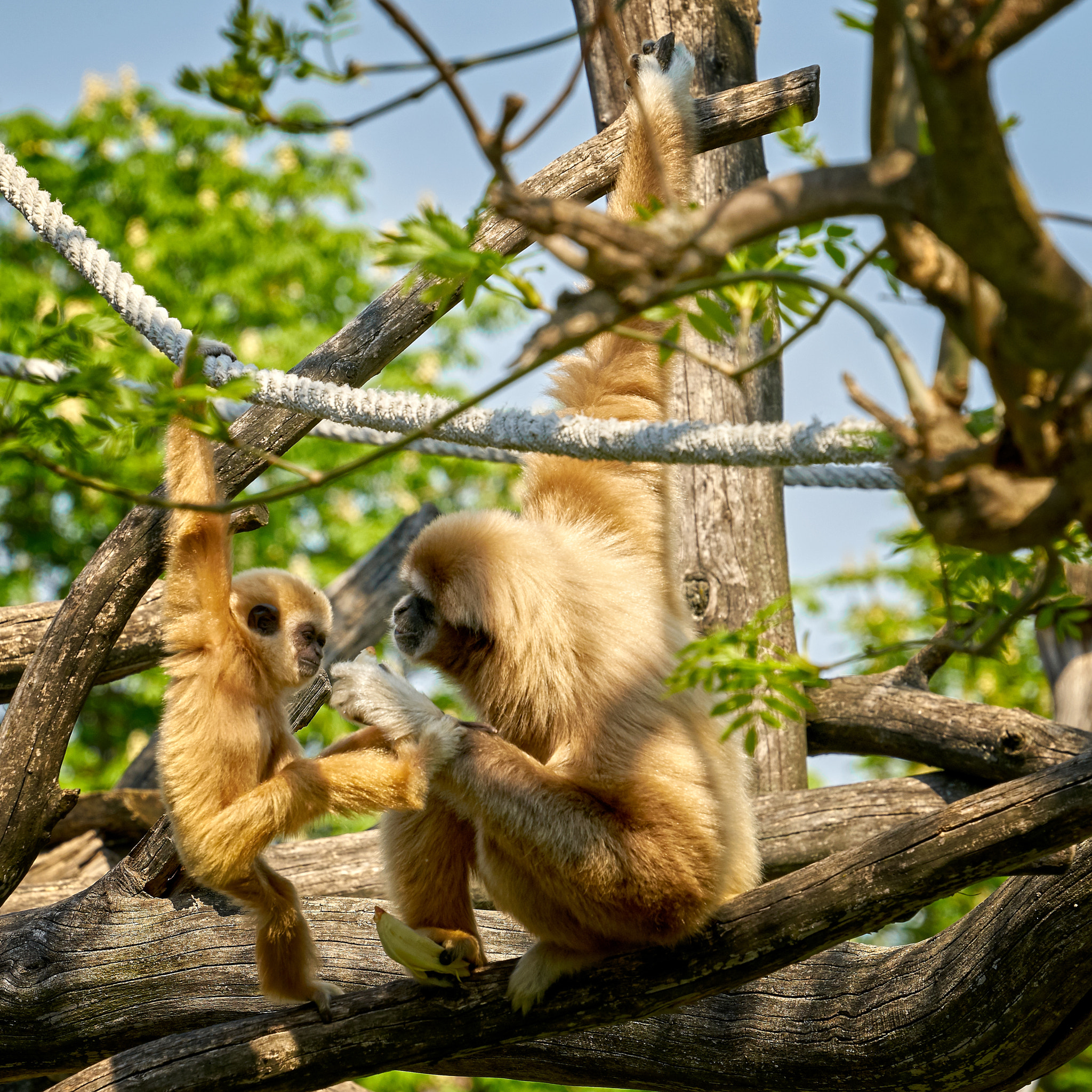 Sony a7R II + Sony FE 70-300mm F4.5-5.6 G OSS sample photo. 2018_04_22 photography