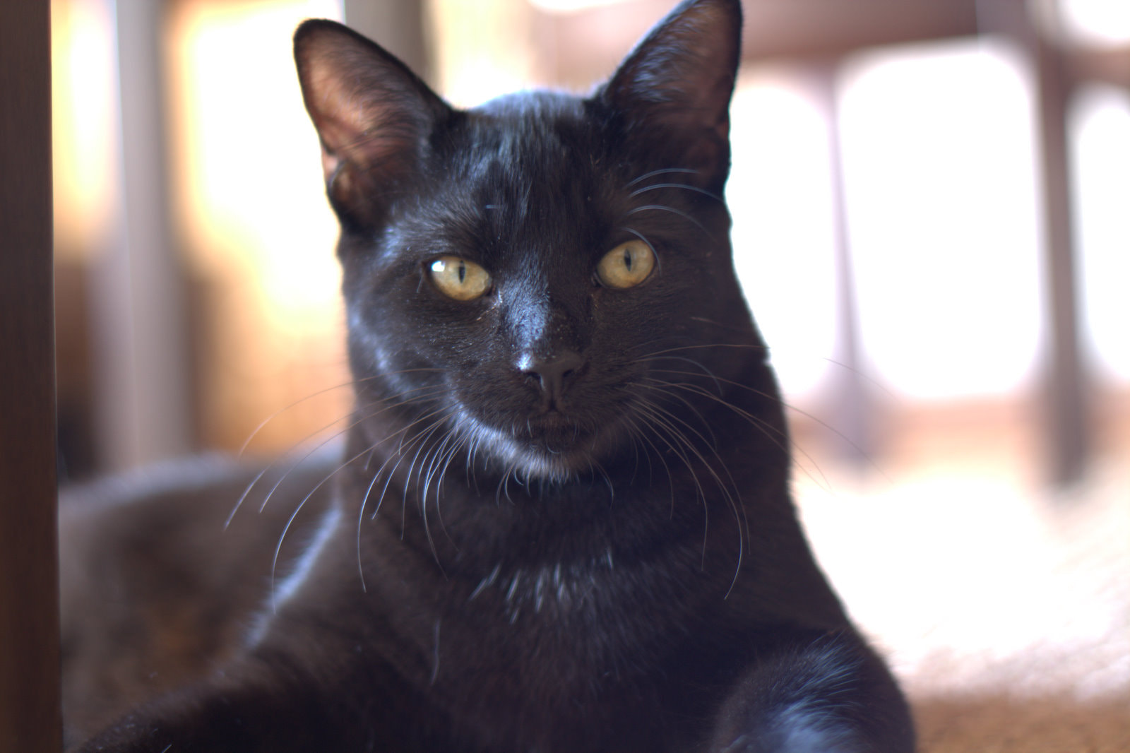 Canon EOS 1000D (EOS Digital Rebel XS / EOS Kiss F) sample photo. Shallow dof photography