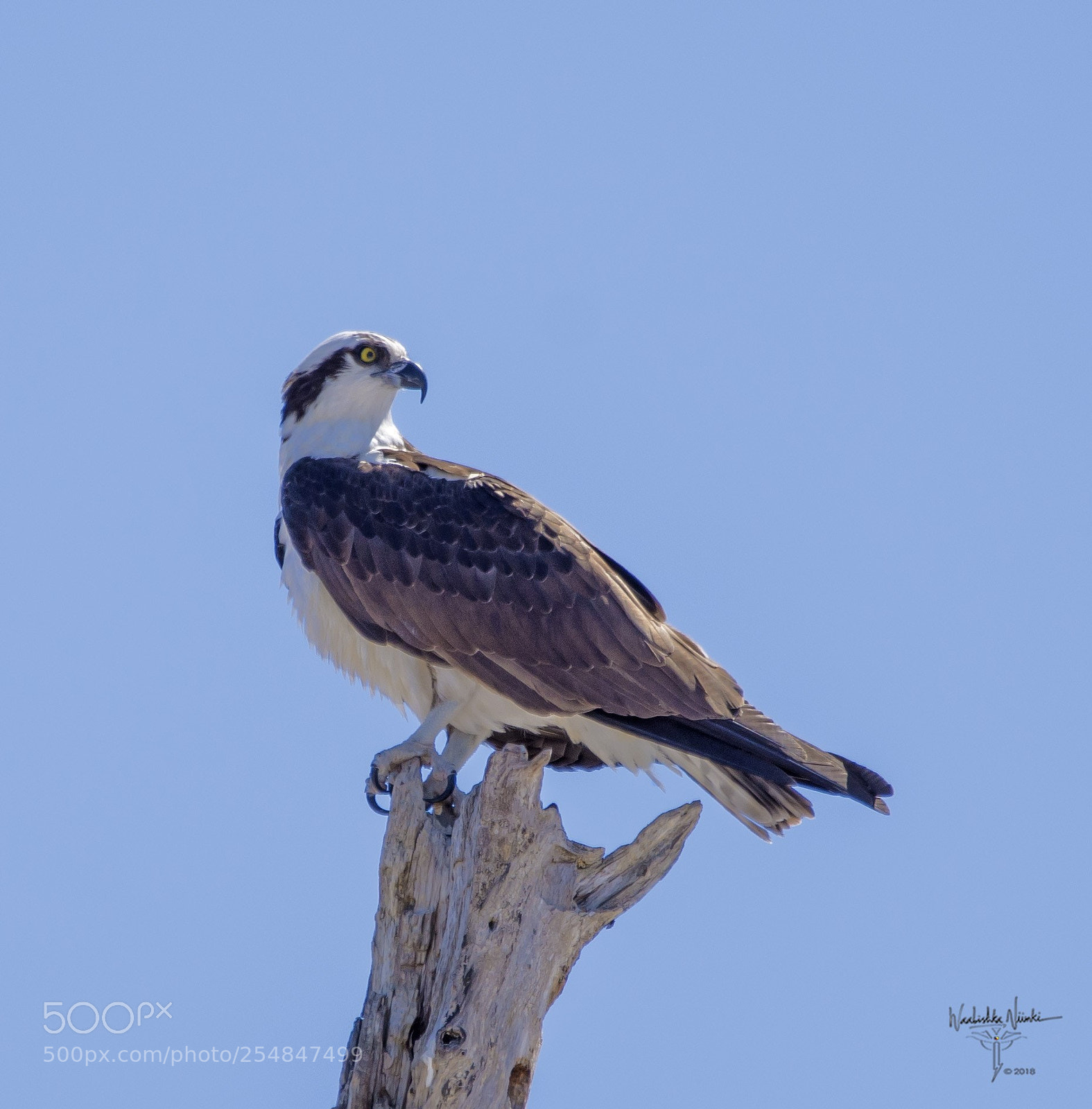 Nikon D7200 sample photo. Osprey perched 2 photography
