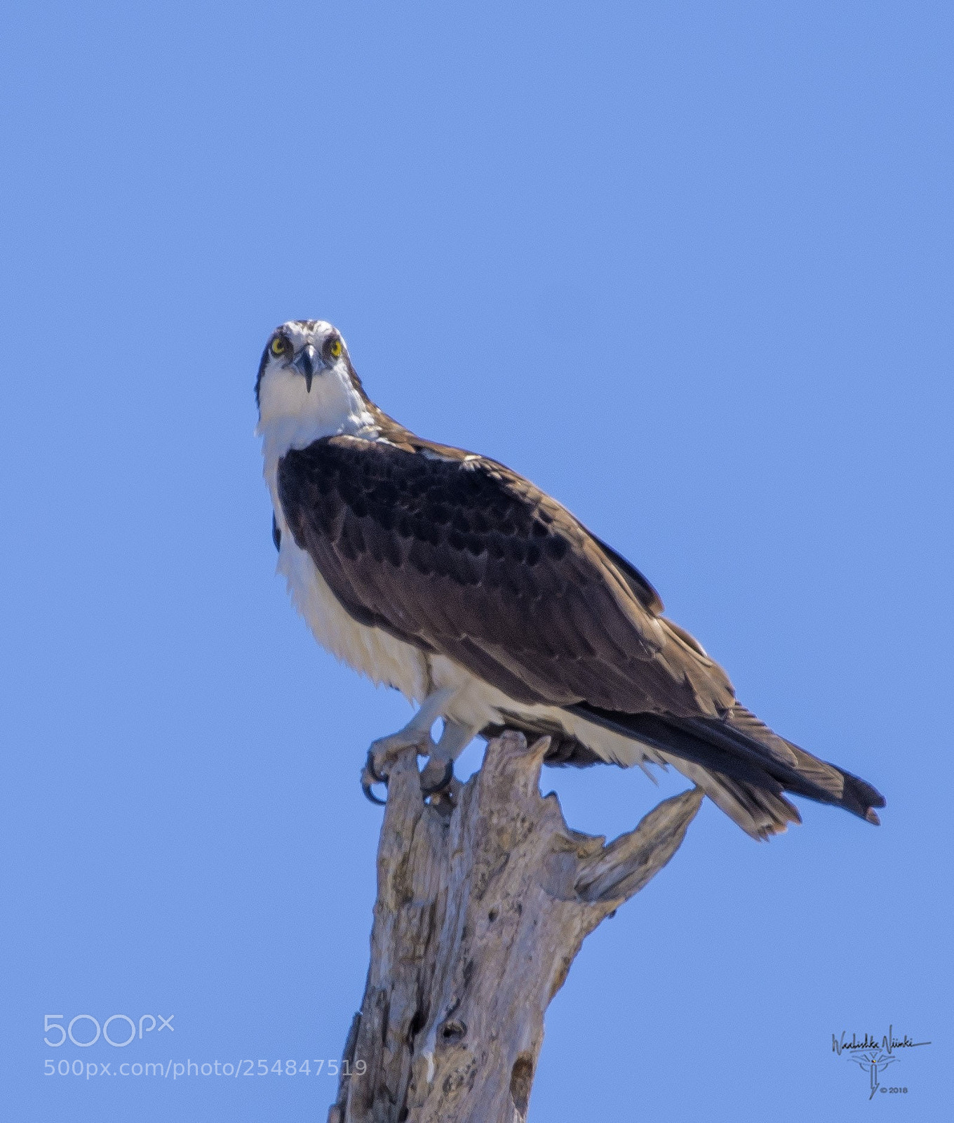 Nikon D7200 sample photo. Osprey perched photography