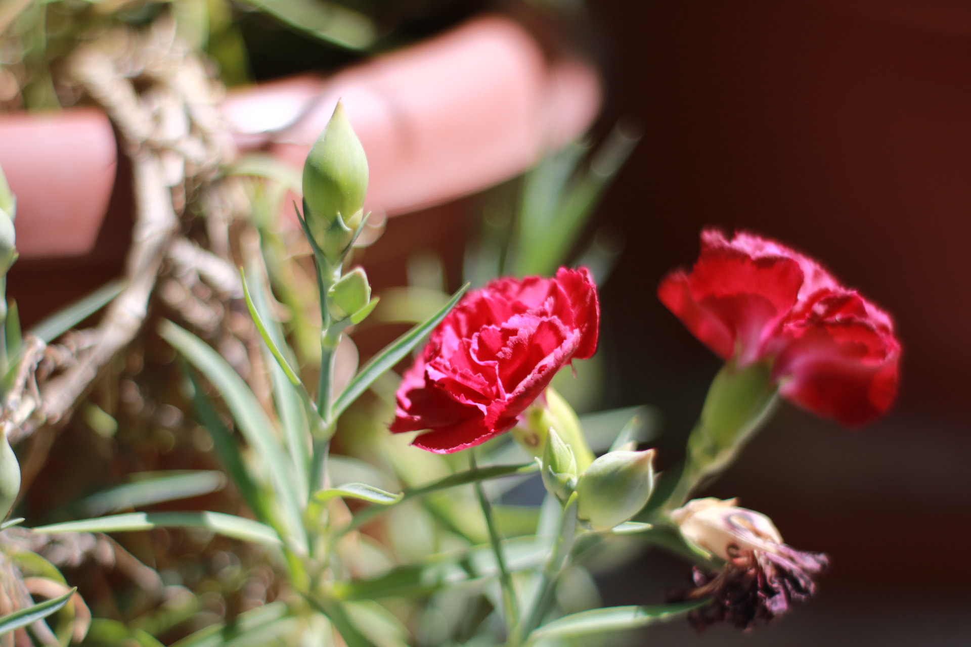 Canon 50mm sample photo