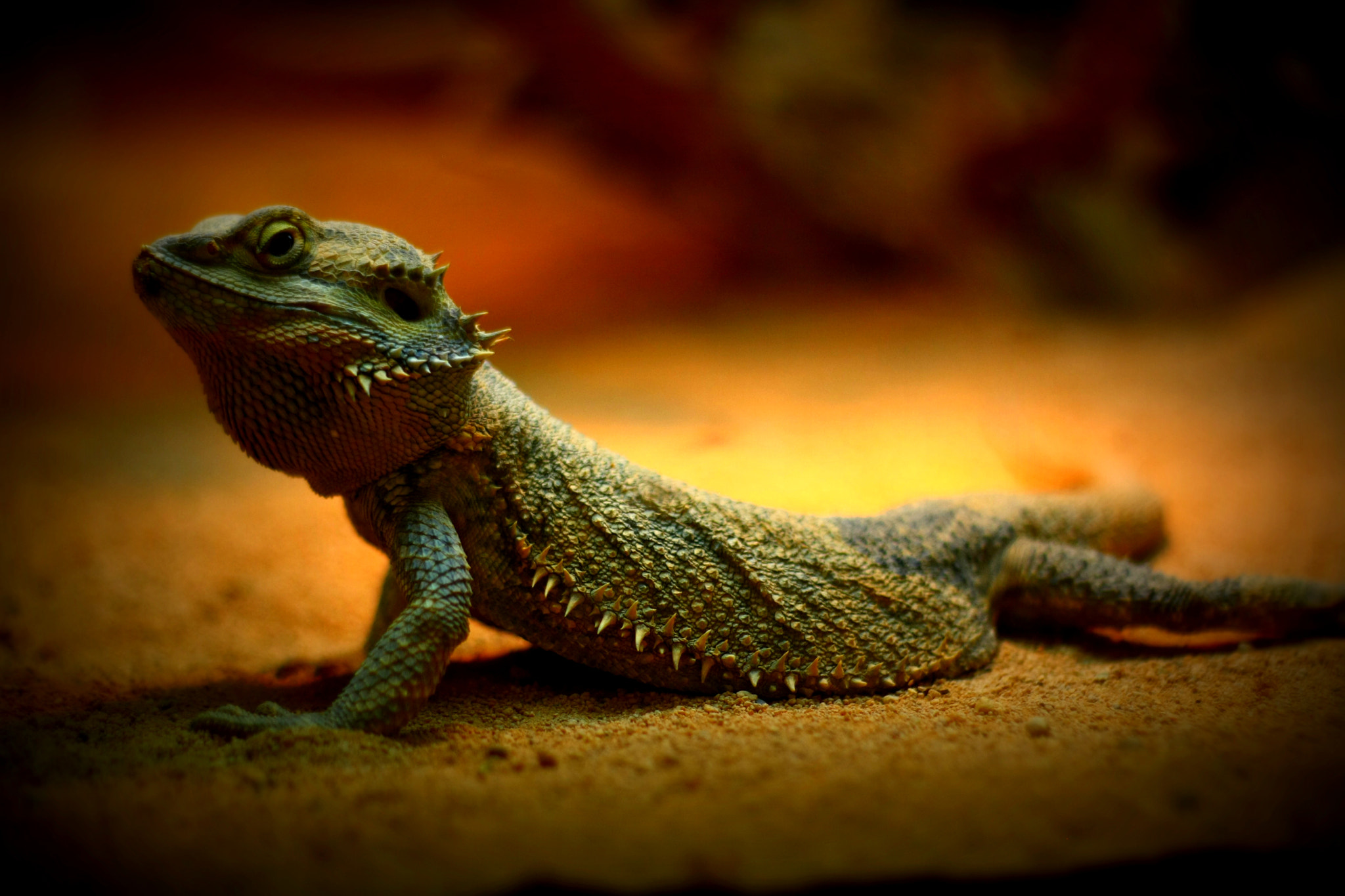 Canon EOS 1000D (EOS Digital Rebel XS / EOS Kiss F) sample photo. Dragon photography