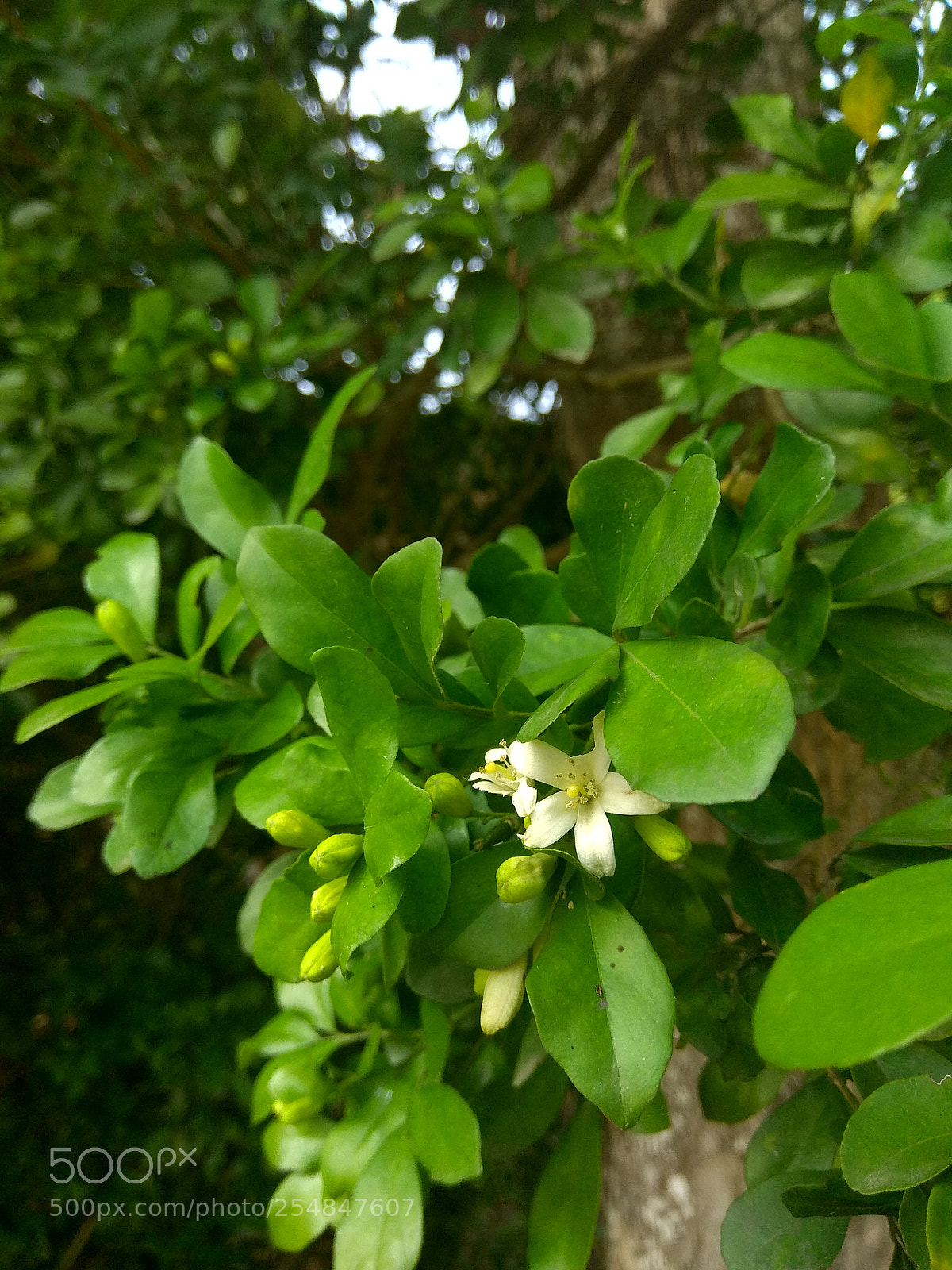 Xiaomi Redmi Note 4 sample photo. Untitled photography