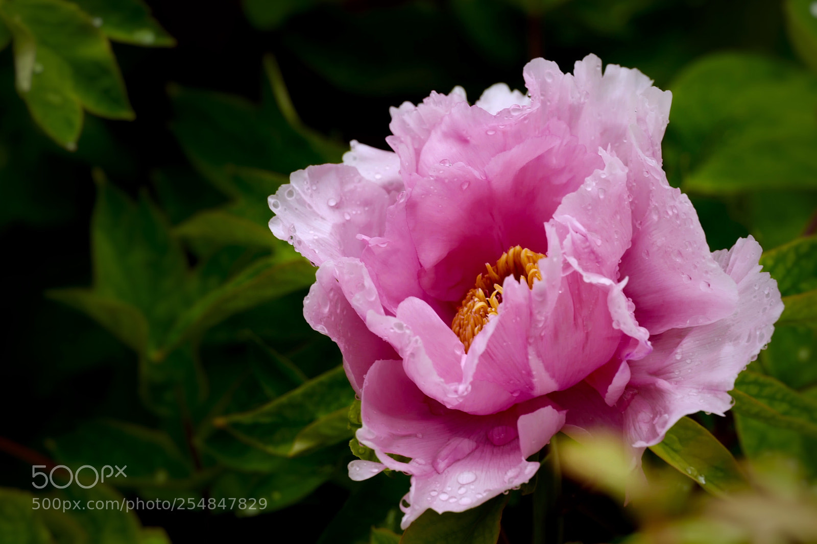 Leica SL (Typ 601) sample photo. Untitled photography